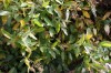 2556?width=100&height=80&name=aconogonon