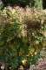 2557?width=100&height=80&name=aconogonon