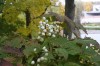 2558?width=100&height=80&name=actaea-rub