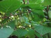 2560?width=100&height=80&name=actinidia-