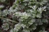 2584?width=100&height=80&name=artemisia-