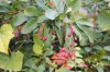 2594?width=100&height=80&name=berberis-k