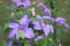 2658?width=100&height=80&name=clematis-x