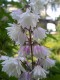 2686?width=100&height=80&name=deutzia-sc
