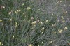 2688?width=100&height=80&name=diplotaxis