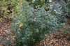 2780?width=100&height=80&name=laburnum-a