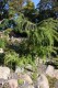 2781?width=100&height=80&name=larix-deci
