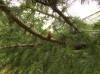 2782?width=100&height=80&name=larix-deci