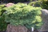 2783?width=100&height=80&name=larix-kaem