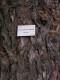 2784?width=100&height=80&name=larix-olge