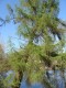 2785?width=100&height=80&name=larix-sibi