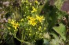2786?width=100&height=80&name=leontodon-