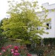 2799?width=100&height=80&name=maackia-am
