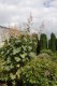 2800?width=100&height=80&name=macleaya-m