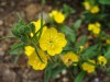 2822?width=100&height=80&name=oenothera-