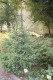 2845?width=100&height=80&name=picea-abie