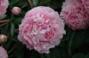 284?width=100&height=80&name=paeonia-lac