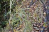 2881?width=100&height=80&name=quercus-ro