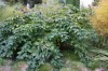 2897?width=100&height=80&name=rubus-ness