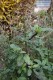 2917?width=100&height=80&name=scrophular