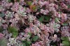 2924?width=100&height=80&name=sedum-spur