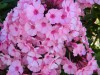 293?width=100&height=80&name=phlox-panic