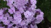 296?width=100&height=80&name=phlox-panic