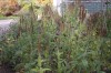 2998?width=100&height=80&name=verbena-ma