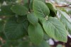 3001?width=100&height=80&name=viburnum-l