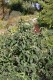 3003?width=100&height=80&name=viburnum-r