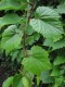 3005?width=100&height=80&name=vitis-amur