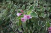 3007?width=100&height=80&name=weigela-ja