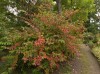 3008?width=100&height=80&name=weigela-pr
