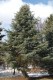 3012?width=100&height=80&name=abies-conc