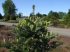 3013?width=100&height=80&name=abies-kore