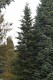 3014?width=100&height=80&name=abies-lasi