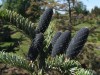 3015?width=100&height=80&name=abies-lasi