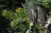 3016?width=100&height=80&name=abies-neph