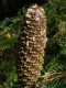 3017?width=100&height=80&name=abies-nord