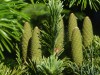 3018?width=100&height=80&name=abies-sibi
