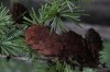 3078?width=100&height=80&name=larix-gmel