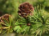 3079?width=100&height=80&name=larix-kaem