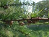 3080?width=100&height=80&name=larix-lari