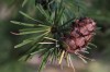 3081?width=100&height=80&name=larix-lede