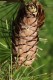 3082?width=100&height=80&name=larix-occi