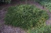 3091?width=100&height=80&name=picea-abie