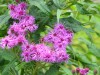312?width=100&height=80&name=vernonia-no