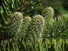 3140?width=100&height=80&name=pinus-x-sc