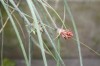 3192?width=100&height=80&name=acanthosta