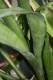 3193?width=100&height=80&name=aechmea-ca